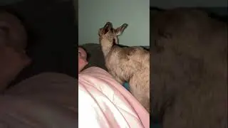 Unbelievable Journey: Watch This Baby Goat Rejected by Mom Rise to the Occasion!