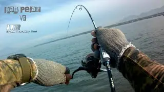 Panen!! Mancing Ikan Kuro Umpan Microjig I Ispull Travel Rod Gen 2 I Ultralight Fishing #mancing