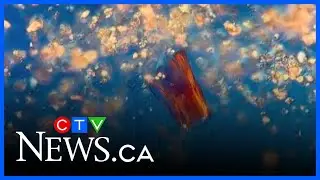 Montreal artist explores the 'microverse' and has gone viral