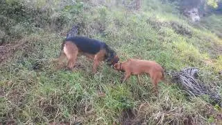 Las Terrenas Dominican Republic walking dogs exploring