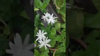 Mygarden ,