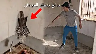 أخطر حيوان صدتة بحياتي_وحش البساتين