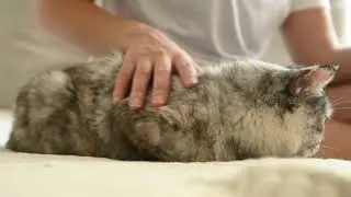 Close-up video of a Cat #cat #WowClips #shorts
