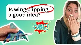Should You Clip Your Bird&rsquo;s Wings? The Truth Every Owner Should Know