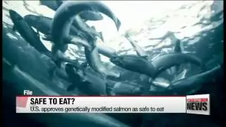 U.S. approves genetically modified salmon as safe to eat   미 FDA， 유전자변형 연어 식용 승인