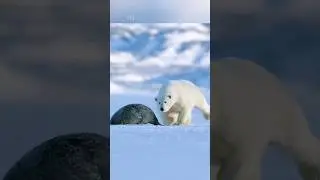Polar Bear vs seal 🐨 🦭