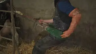 Calving Assist | A must for the calving season | Only place to buy them