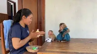 Milk Morning For Newborn Baby Monkey Ronaldo And Monkey Linda