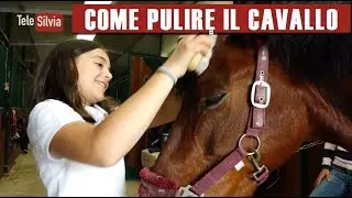 COME PULIRE IL CAVALLO - Silvia presenta l'Equitazione - puntata 20