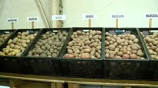A korai burgonyáké lehet a jövő