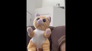 The 2 dancing kitty clips and ￼ the cat tries to talk about her shorts on YouTube bloopers ￼￼