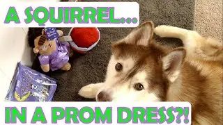 SIBERIAN HUSKY | Barkbox Unboxing | JUNE 2018