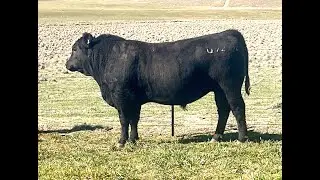 Lot 33 NRO23U92 Rosskin Hector U92