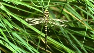 Cordulegaster boltonii emergence Dracice 2014
