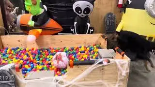 Agility Course Challenge 