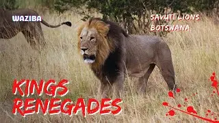 RENEGADOS (Waziba, Sekoti, Romeo and Pretty Boy II) | SAVUTI LIONS #nature #viral #lion