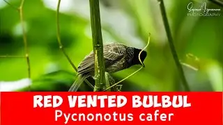 Red-vented Bulbul