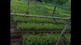 Jay Shree Tea