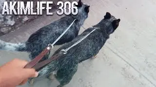 Les tengo una sorpresa | AkimLife, (Ep. 306)