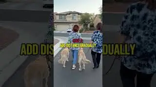 Emergency Recall Training for Dogs: Teach Reliable Obedience & Instant Safety #dogtraining