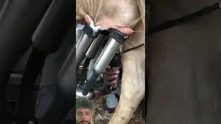 #cow #milkingmachinetamilnadu #dairyherd #farming #milk #dairy #cowmilk