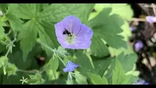 WildOnes- Spring Flowers