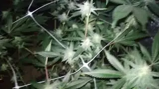 #AGE 21+ ONLY! Ninjas cannabis adventures. Ladies going to bed.