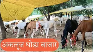 अकलुज घोडा बाजार!|AKLUJ HORSE MARKET 2025|Akluj Ghoda Bazar 2025|MI  PILIVKAR 🙏|