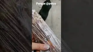 porque @petco #petco  de nuevo has algo #noalmaltratoanimal #parati #noticias