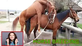 Equine Genetics and Breeding: Shaping the Horses of Tomorrow