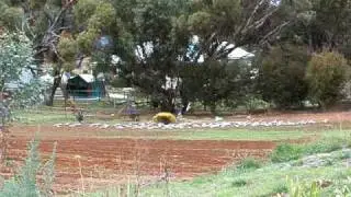 Pin & Gray Galahs in Paddock