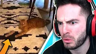 Detachable Cat Arm (Confusing Perspective #11)