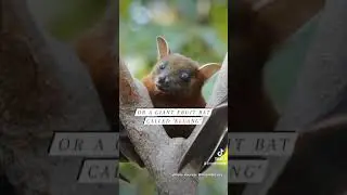 Misconceptions about Colugos #shorts