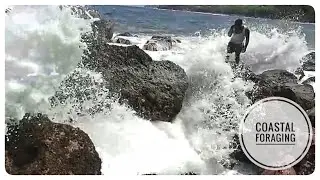 SEA SNAIL/WHELKS Catch Clean Cook- Risky Coastal Foraging on Dangerous Rocks Ep.7