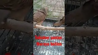 Tekukur jantan merayu betina || minta kawin || Tekukur gacor