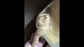 Cat kitten Adorable Moment #FunnyCat #SleepyMoments #KittenMoments #SleepyPet