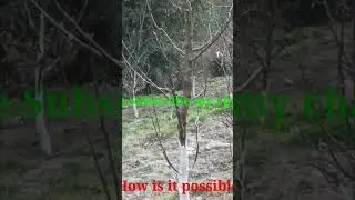 Tall spindle System in Apple VARIETY