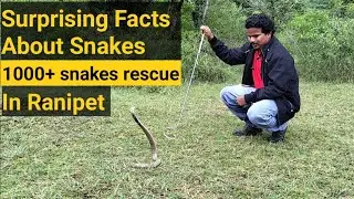 Surprising Facts About Snakes |  Snake Rescue | Ranipet | பாம்புகள் பற்றிய வியக்கத்தக்க உண்மைகள்
