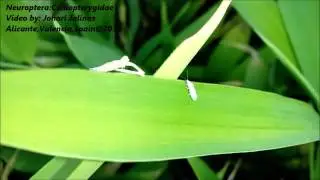 Neuroptera:Coniopterygidae v2