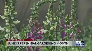 June is Perennial Gardening Month