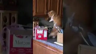 Funny Animals Compilation Episode 35 | Rate My Viral