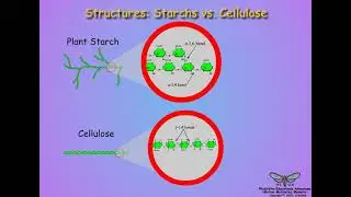 09. Insect Carbohydrate Digestion