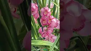 Cymbidium Kulnura Florid &lsquo;2 Spike Pink&rsquo;