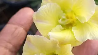 ഒരു സമ്പൂർണ വളം ഓർക്കിഡ്. അഡീനിയം പ്ലാൻറ്കൾക് ഒരു ഉത്തമ വളം. മൈ പ്ലാന്റ്.