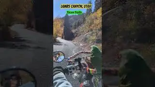 Tico The original BikerBird getting some wind therapy near Park City, Utah. Live to ride.