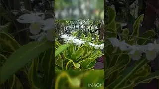 Dove Orchid/plant lovers/online plants sale/flowering plants# shorts
