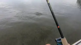 Topwater Redfish Around Docks - St. Andrews Bay Panama City Beach