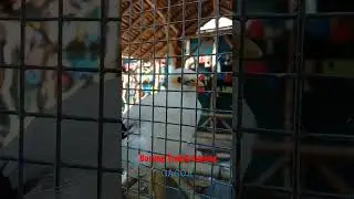 Burung Trulek Topeng #burung #burunggacor