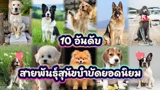 10 อันดับ​ สายพันธุ์สุนัขบำบัดยอดนิยม​ : [ จัดอันดับ​กับ​ PN​ ]​ Ep​.6​8​ #therapydogs #จัดอันดับ 
