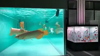 Incredible of Aquarium Setup: Betta Fish, Goldfish, Tropical and Koi Fish Care Tips #133